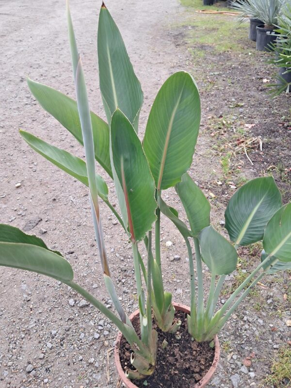 Strelicja Reginae, Królewska, Rajski Ptak egzotyk