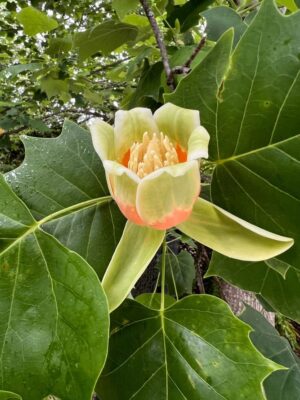 Tulipanowiec amerykański 'Fastigiata' kolumnowy, wąski pokrój