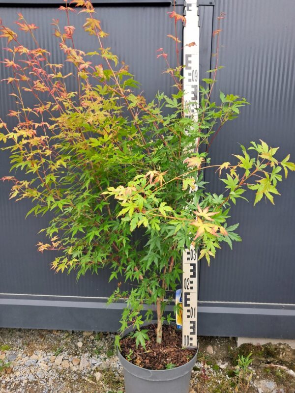 Klon palmowy Sangokaku 100-120cm