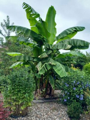 Bananowiec Musa Basjoo, egzotyk, donica, ogród, szybkorosnący