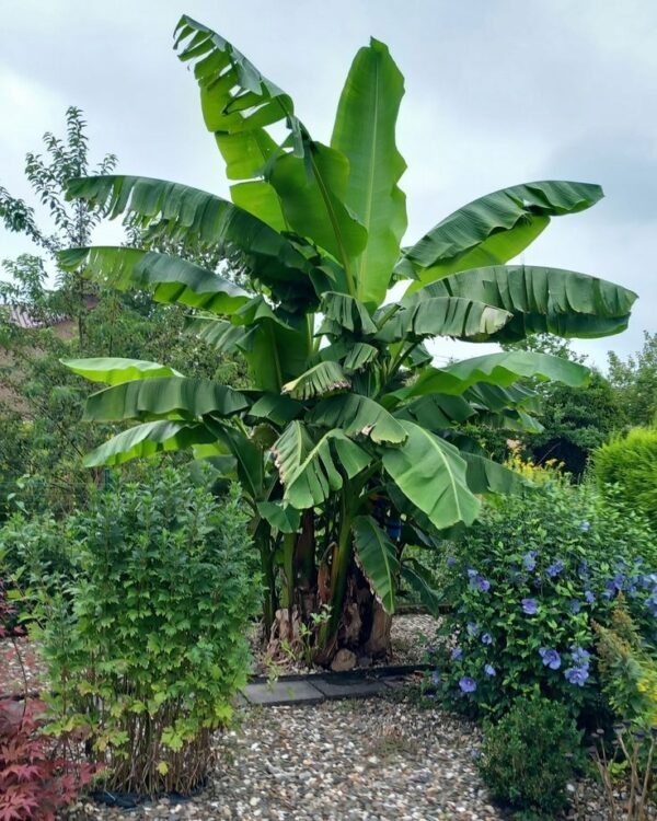 Bananowiec Musa Basjoo, egzotyk, donica, ogród, szybkorosnący