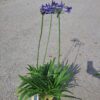 Agapanthus Timaru kompaktowa odmiana niebieski kwiat