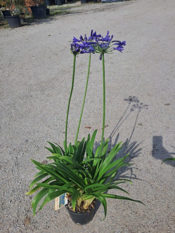 Agapanthus Timaru kompaktowa odmiana niebieski kwiat