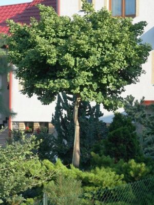 Miłorząb dwuklapowy karłowy 'Mariken' na pniu