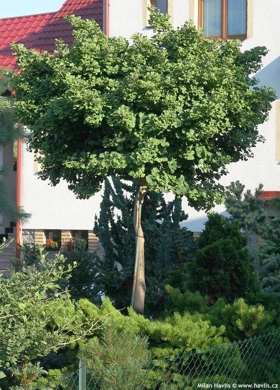 Miłorząb dwuklapowy karłowy 'Mariken' na pniu