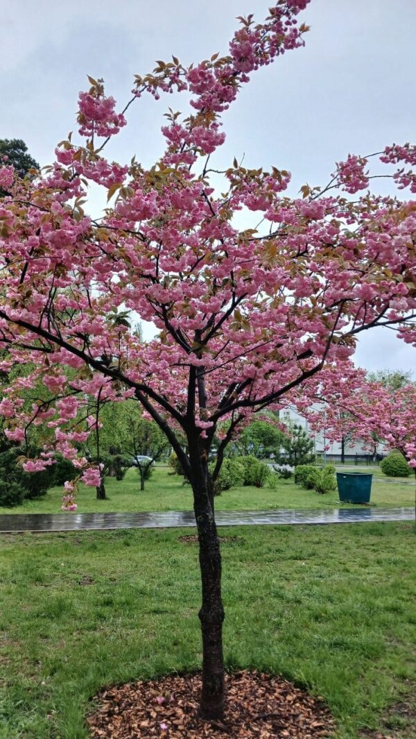 Wiśnia japońska 'KANZAN' pełny kwiat, kwitnące drzewo