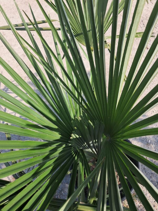 Palma Trachycarpus Fortunei, najlepsza do uprawy w polskich warunkach