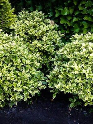 OSMANTUS różnolistny "Goshiki" ZIMOZIELONY, krzew, mrozoodporny