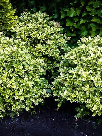 OSMANTUS różnolistny "Goshiki" ZIMOZIELONY, krzew, mrozoodporny