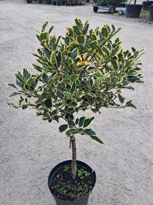 Ostrokrzew żółto-zielony, zimozielony na pniu, ogród, donica