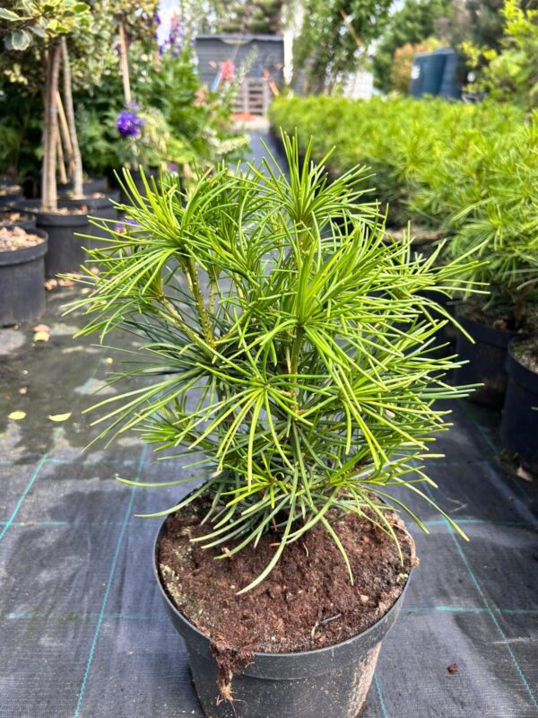 SOŚNICA JAPOŃSKA/ sośnica parasolowata, zimozielona, mrozoodporna, ogród 30-40cm