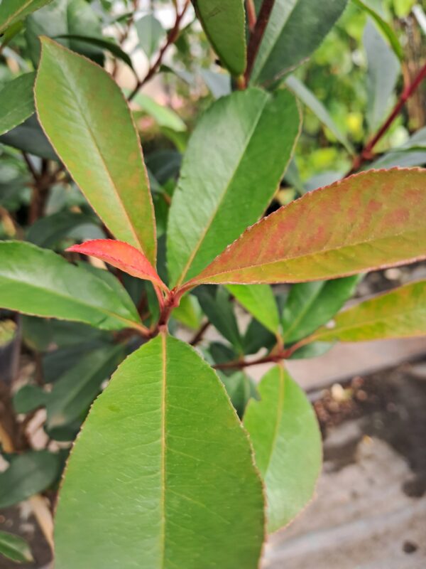 Głogownik 'Red Robin' prowadzony na pniu, zimozielony 150cm