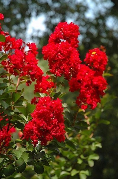 Lagerstroemia indyjska 'Dynamite' czerwone kwiaty, długo kwitnąca, na pniu 140-150