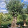 Oliwka europejska, stare drzewo, duży okaz, wysokość rośliny 200-230cm