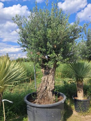 Oliwka europejska, stare drzewo, duży okaz, wysokość rośliny 200-230cm