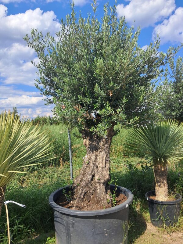 Oliwka europejska, stare drzewo, duży okaz, wysokość rośliny 200-230cm