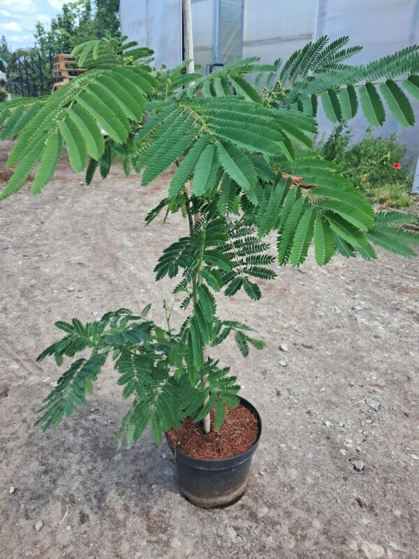 Albicja Julibrissin OMBRELLA zielona, egzotyk, świecący kwiat, kwitnąca 120-150cm