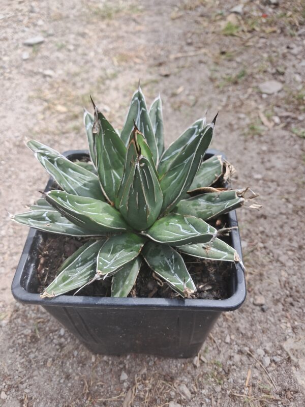 AGAWA wieloletnia sukulent, zimozielona, egzotyk, donica 10-15cm