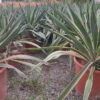 Yucca Gloriosa Variegata MROZOODPORNA, zimozielona, słońce, ogród, taras