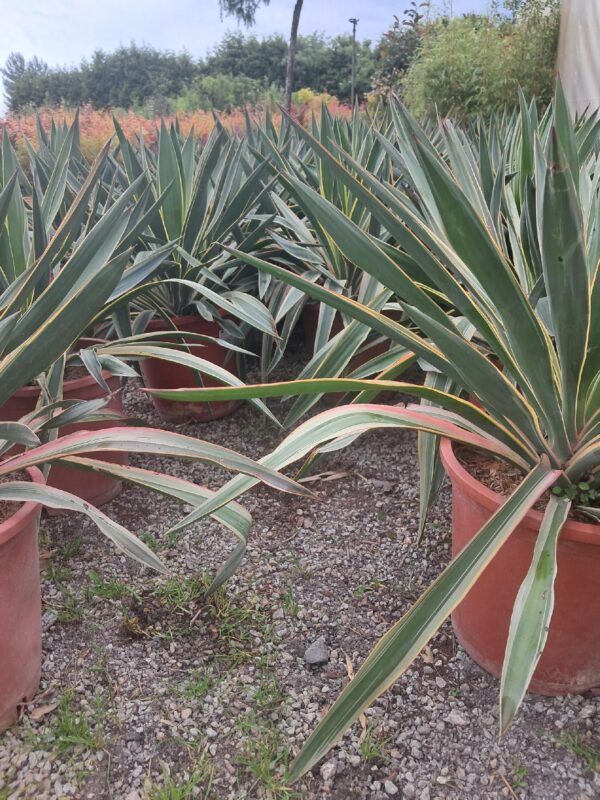 Yucca Gloriosa Variegata MROZOODPORNA, zimozielona, słońce, ogród, taras