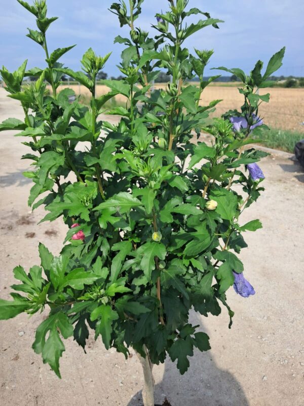 Hibiskus tricolor na plecionej nóżce