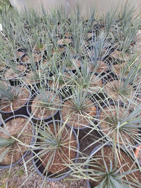 Yucca Rostrata Mrozoodporna, zomozielona, egzotyk, słońce, ogród, donica 10L