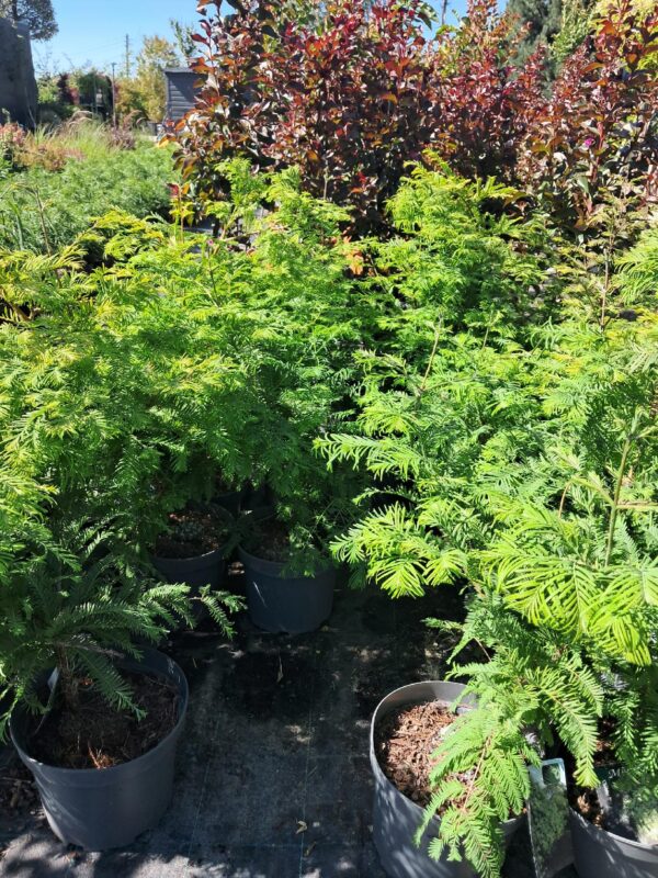 Metasekwoja karłowa Chubby, drzewo szybkorosnące, mrozoodporne, iglaste