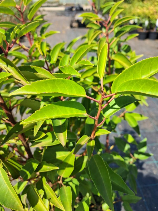 Laurowiśnia iberyjska-portugalska, żywopłot, donica-ogród