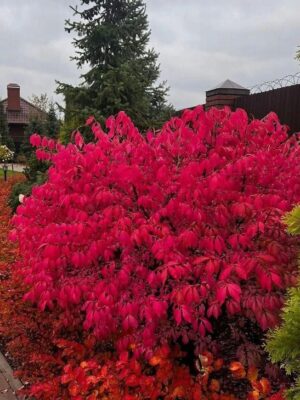 Trzmielina oskrzydlona, 70-80cm, płonący krzew