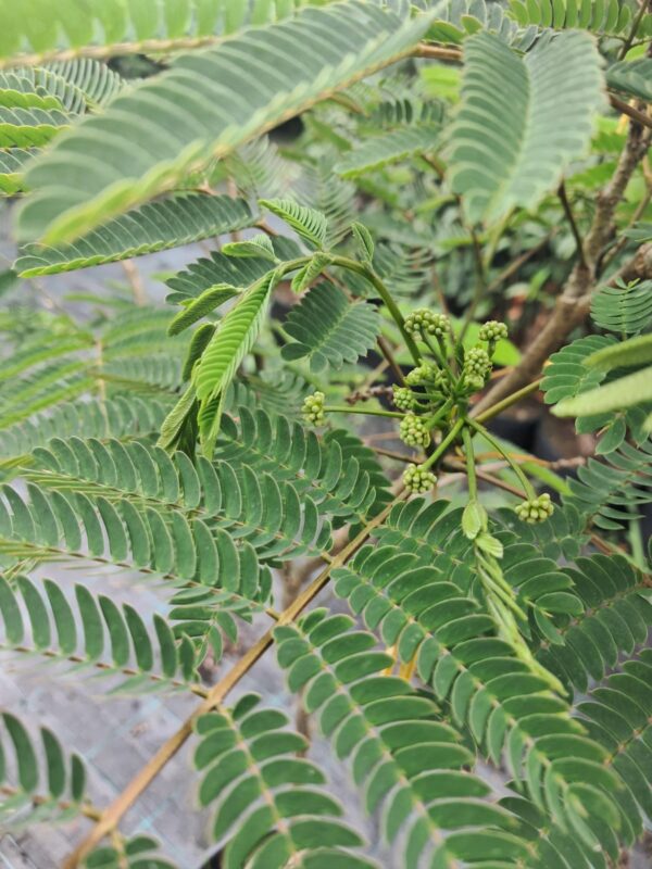 Albicja Julibrissin OMBRELLA zielona, egzotyk, świecący kwiat, kwitnąca 120-150cm