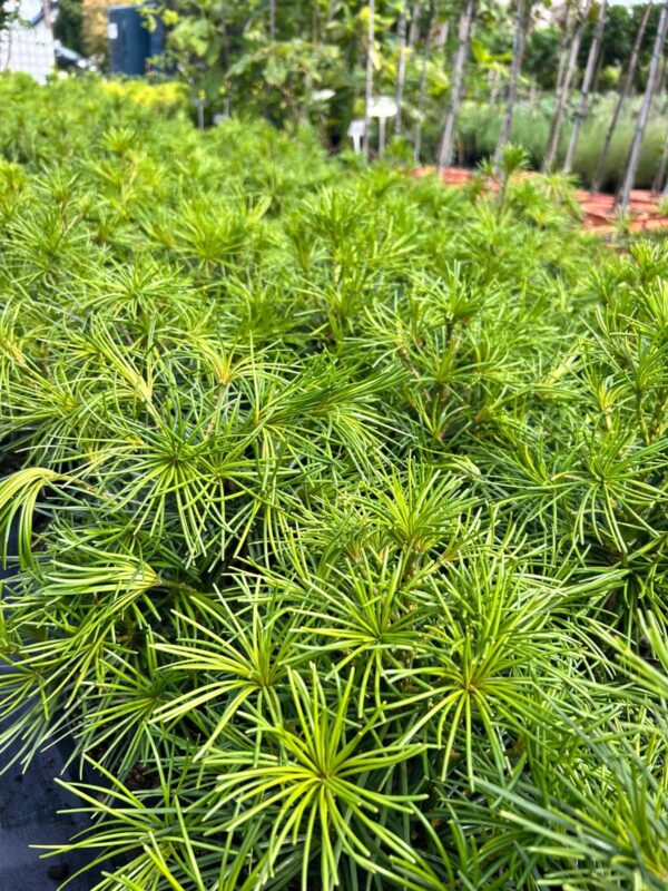 SOŚNICA JAPOŃSKA/ sośnica parasolowata, zimozielona, mrozoodporna, ogród 30-40cm