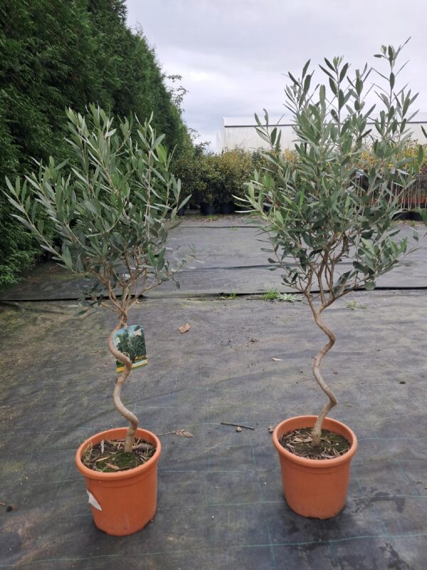 Oliwka spirala/ kręcona nóżka, egzotyk, zimozielona, donica, taras 70-80cm