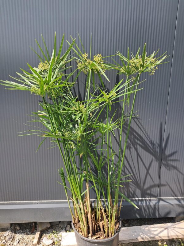 Papirus GĘSTA SADZONKA 9L