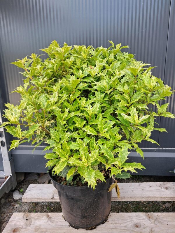 OSMANTUS różnolistny "Goshiki" ZIMOZIELONY, krzew, mrozoodporny