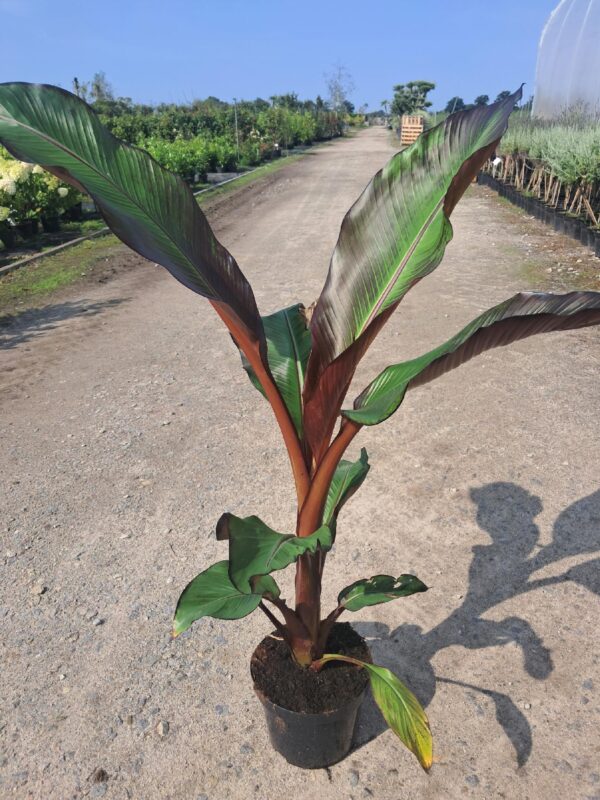 Bananowiec Ensete Maurelli, czerwone liście, szybkorosnący