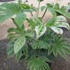 Fatsia Spider 50-60cm