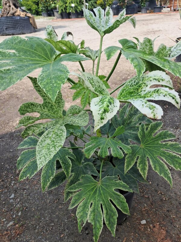 Fatsia Spider 50-60cm