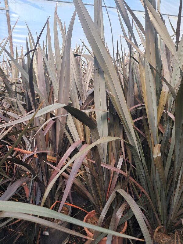 Len nowozelandzki DUŻY 120-140cm