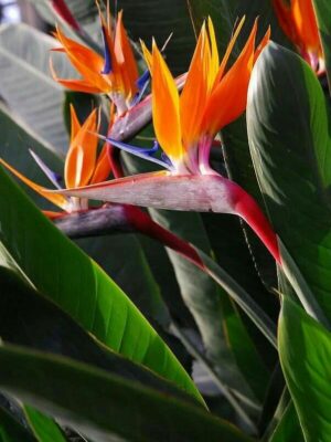 Strelicja Reginae, Królewska, Rajski Ptak egzotyk