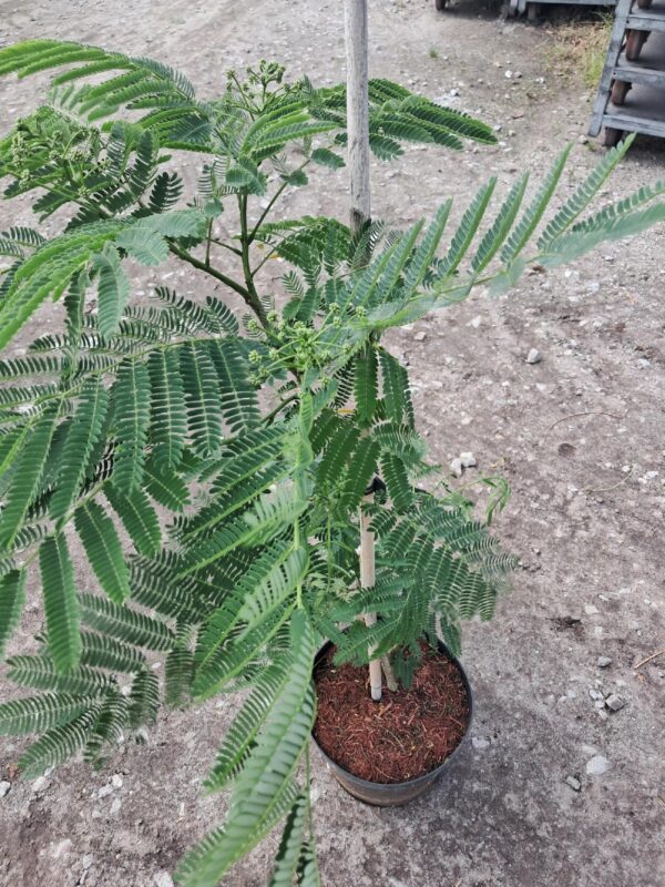 Albicja Julibrissin OMBRELLA zielona, egzotyk, świecący kwiat, kwitnąca 120-150cm