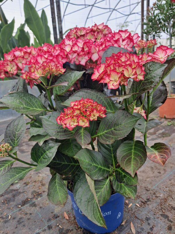 Hortensja ogrodowa Beauty of Boskoop