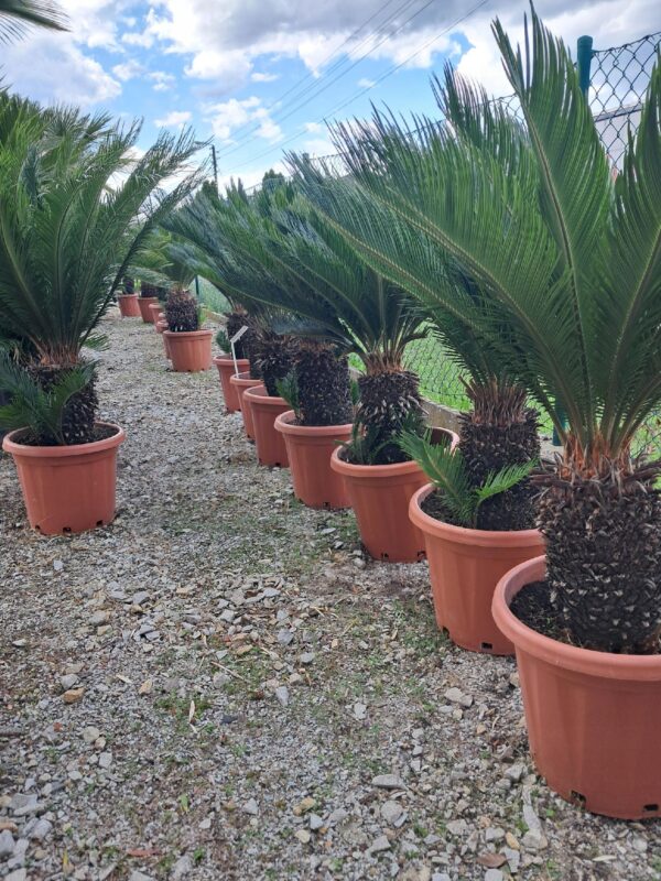 Cykas Sagowiec Revoluta Egzotyk roślina na taras