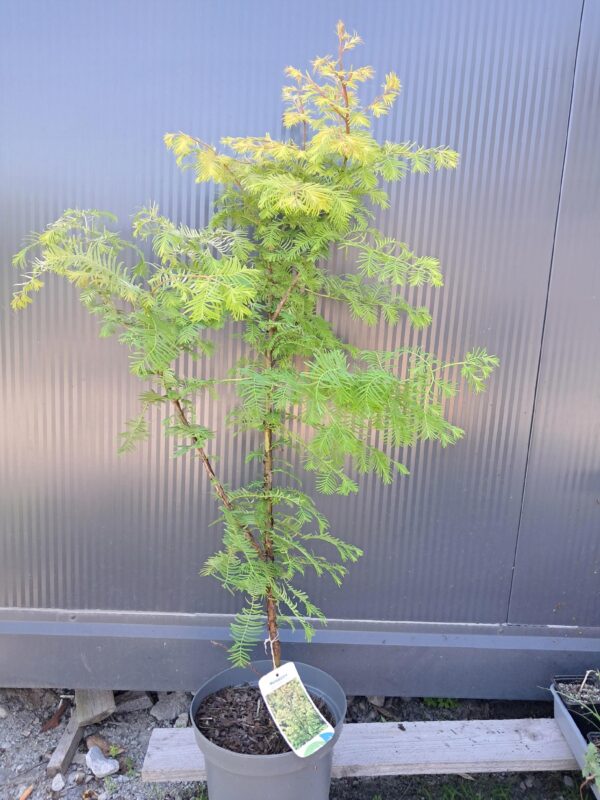 Metasekwoja chińska 'Amber Glow', szybkorosnące, mrozoodporne, iglaste