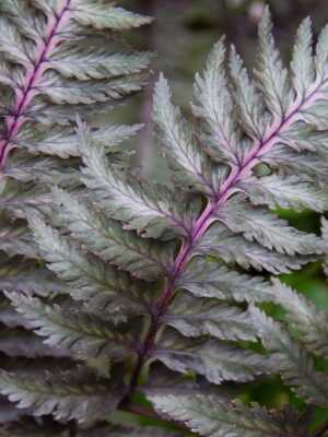 Paproć japońska 'Silver Falls', niska, mrozoodporna