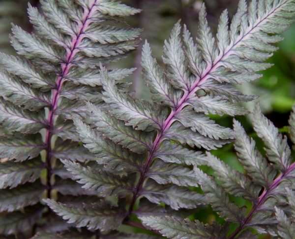 Paproć japońska 'Silver Falls', niska, mrozoodporna