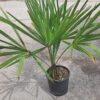 Palma Trachycarpus Fortunei, zimozielona, egzotyk, ogród, donica 70-90 cm