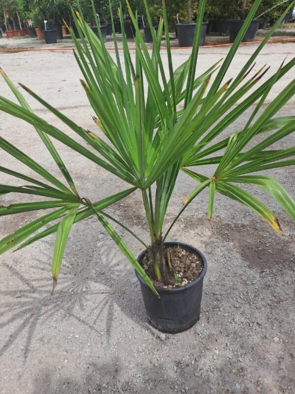 Palma Trachycarpus Fortunei, zimozielona, egzotyk, ogród, donica 70-90 cm