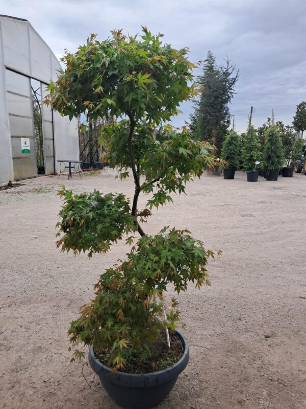 Klon palmowy katsura formowany na bonsai wysokość 140-150cm