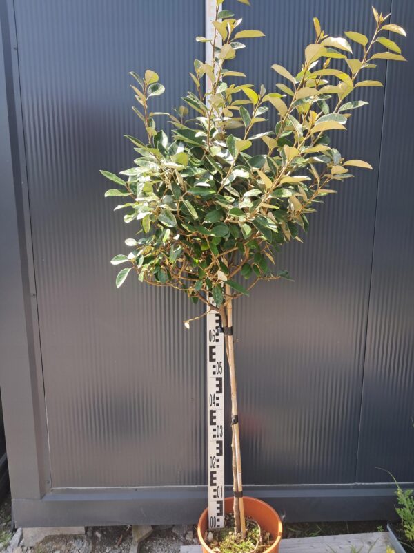 Oliwnik Ebbinge'a zimozielony krzew na pniu, mrozoodporny