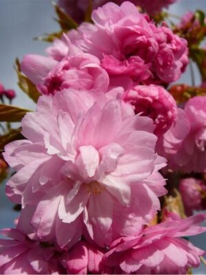 Wiśnia japońska 'KIKU SHIDARE ZAKURA' pełne kwiaty, kwitnące drzewo